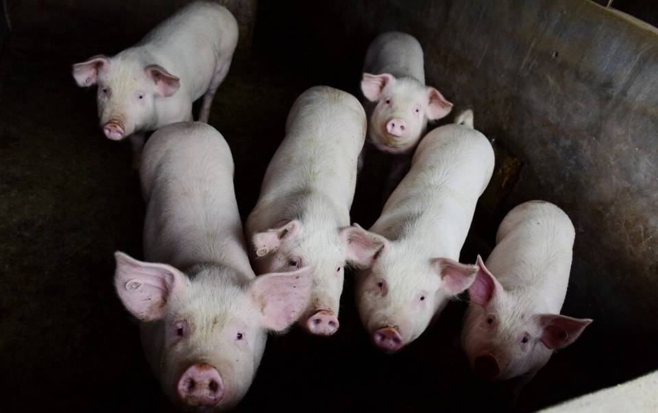 猪流感如何预防与治疗？