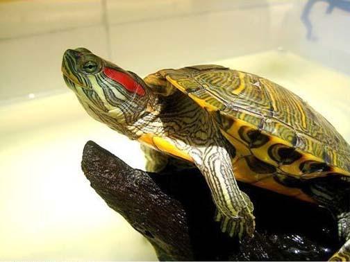 巴西龟能长到多大？巴西龟要怎么养好？