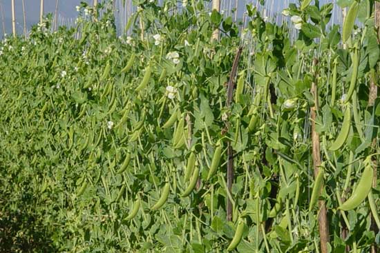 豌豆怎么栽培管理才能高产?