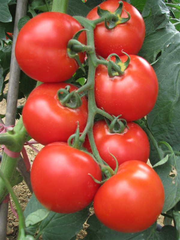 番茄缺镁症状和补救方法