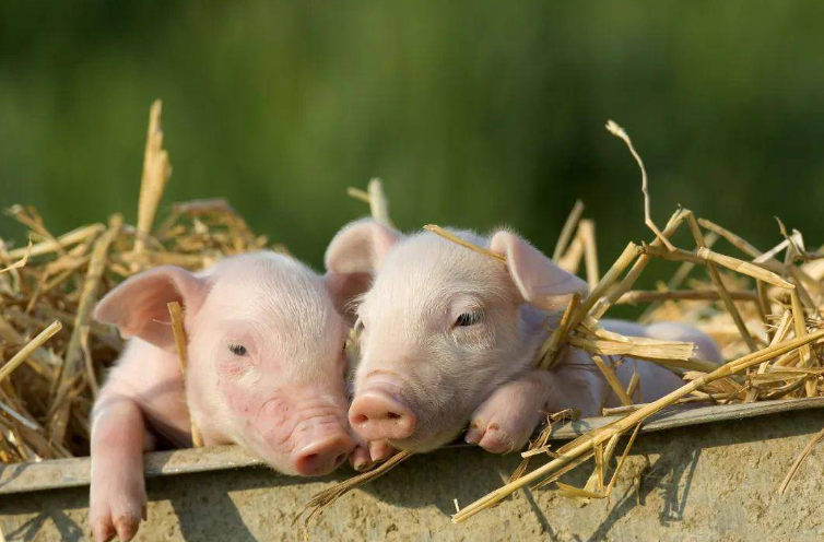养猪过程中，需要预防哪些疾病？