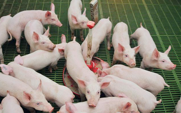夏季猪场中母猪受胎率低的原因