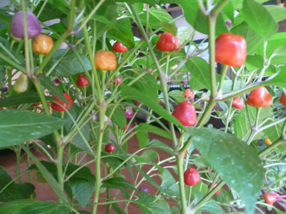 多年生辣椒树该如何栽培？