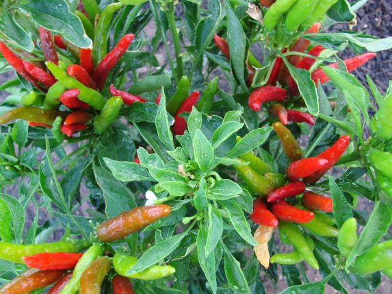 8月份可以种植朝天椒吗？
