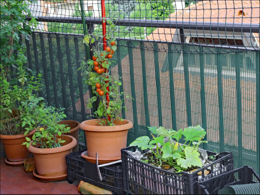 最适合在阳台栽种的蔬菜有哪些？