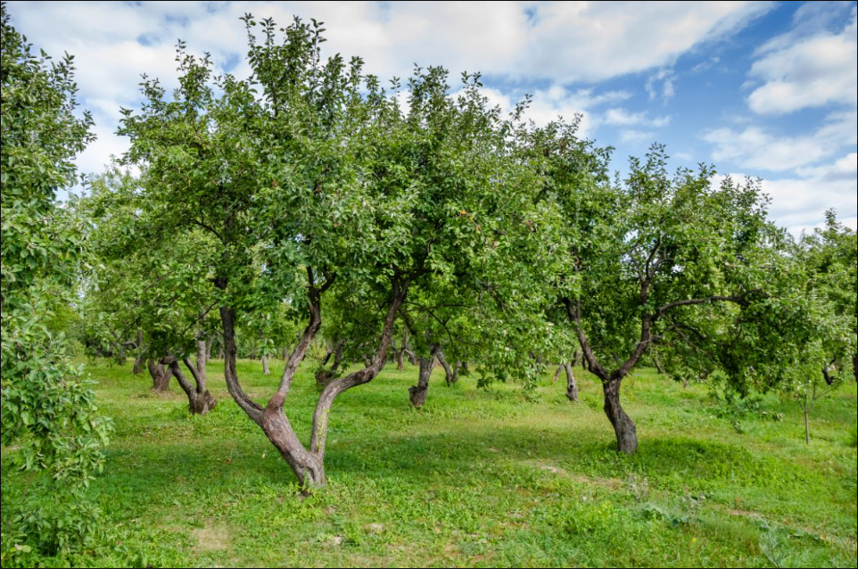 果树疏花疏果的作用是什么？果树种植管理技术