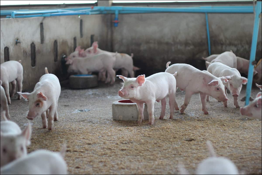 养猪要喂维生素吗？维生素在养猪中的重要性！