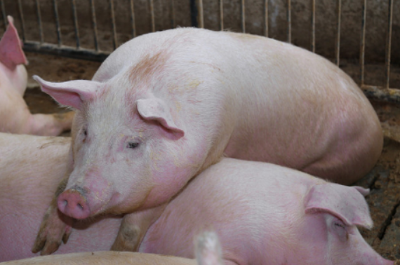养猪-给猪接种疫苗的注意事项有哪些？