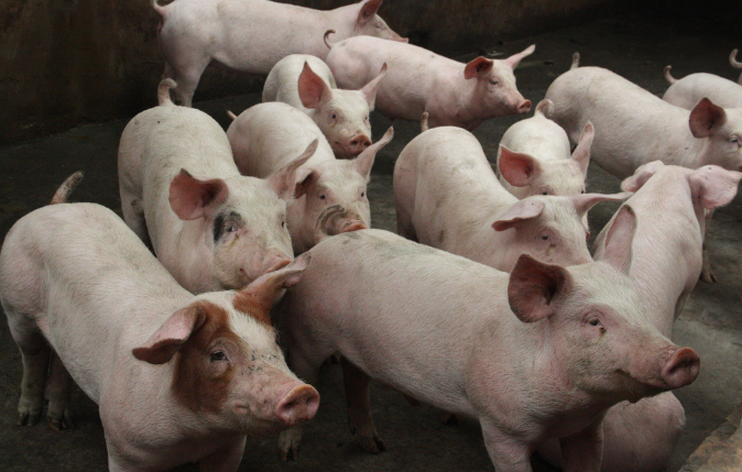 保育猪的猪舍环境，饮水和饲喂方法！