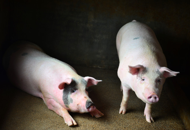 什么是保育猪？饲养时需要注意什么？