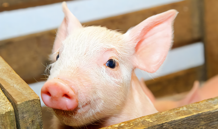 夏季养猪预防中暑做好以下几点！