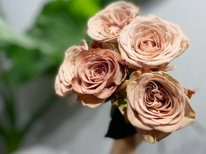 11朵卡布奇诺玫瑰的花语是什么？卡布奇诺玫瑰的特