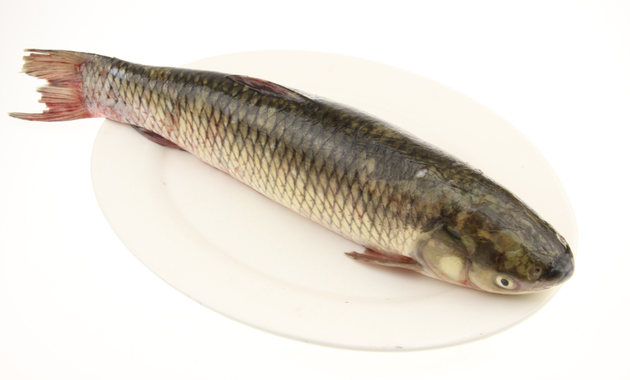 鱼养殖中最常见的几种疾病，有什么特点？