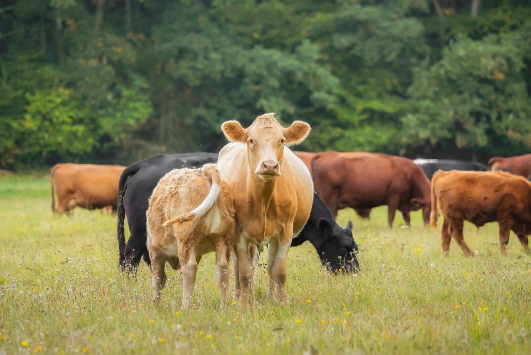 如何提高养牛收益？