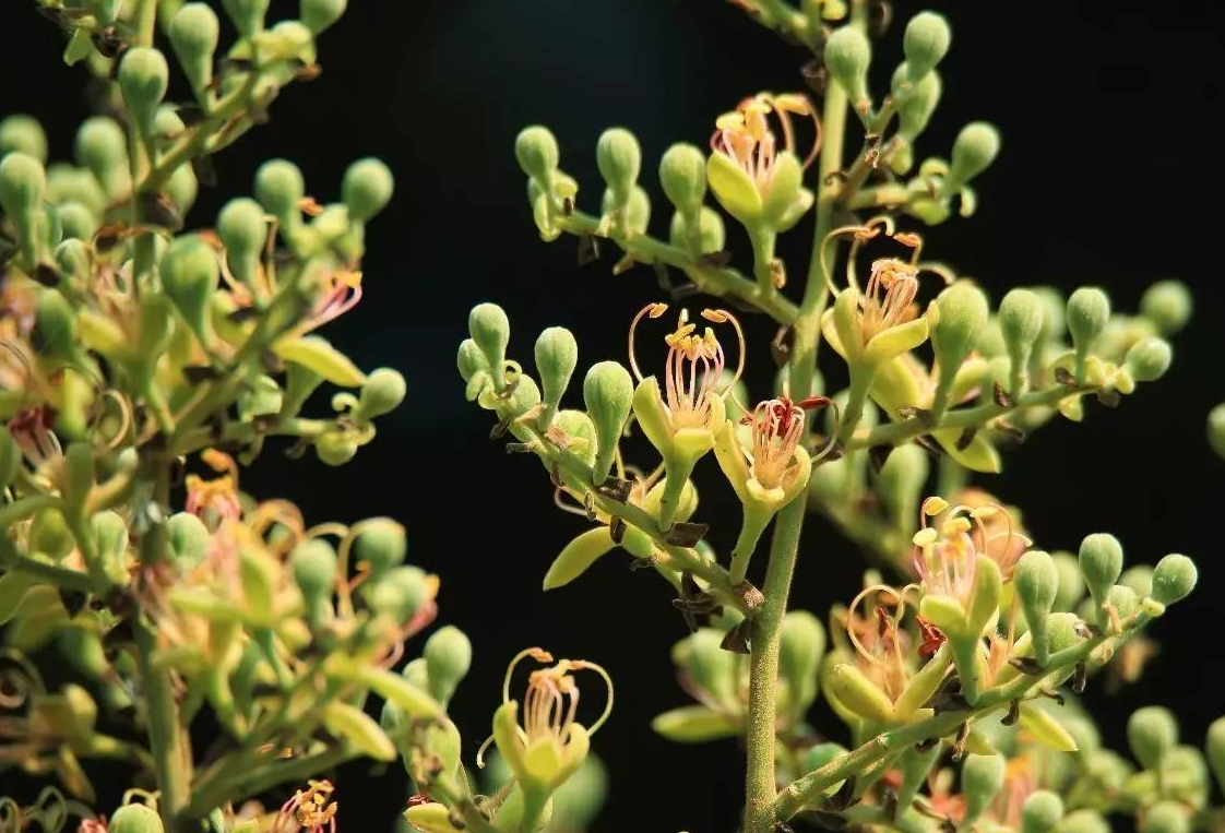 绒毛油楠的生活环境和特点介绍，如何人工栽培？