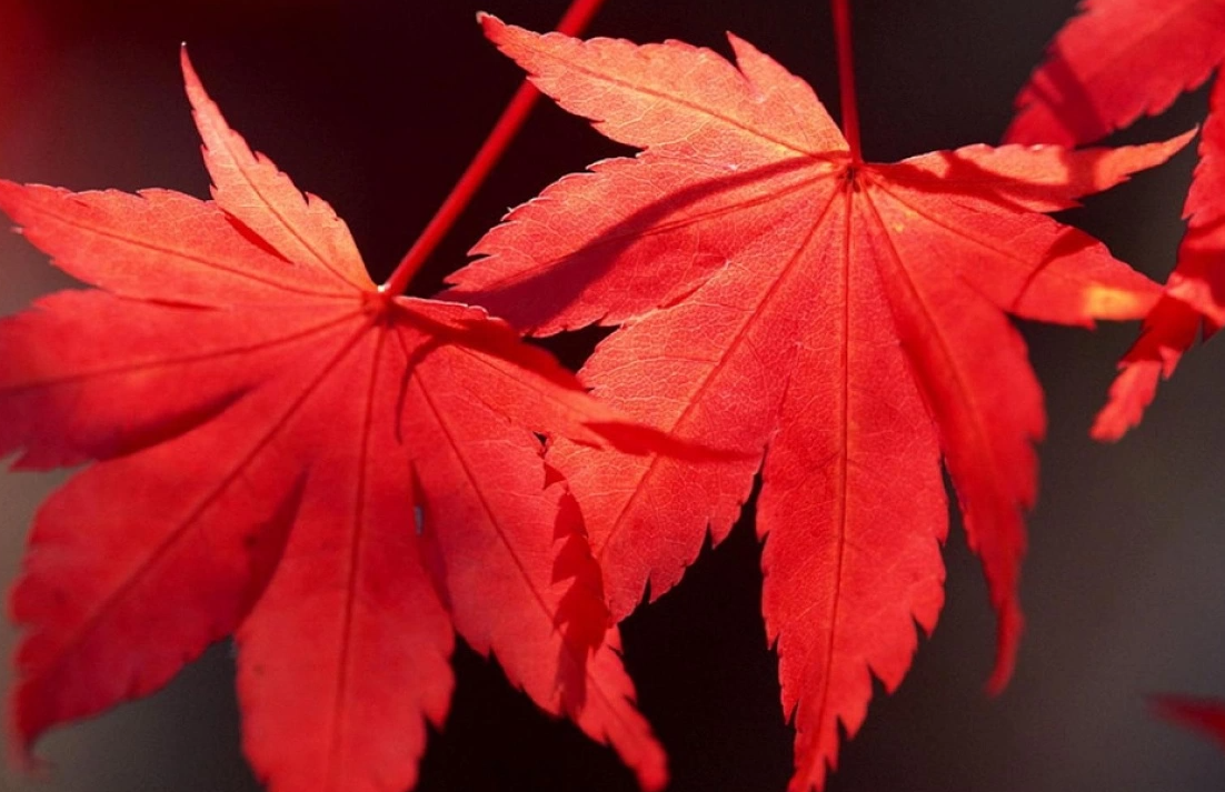 枫叶是秋季变红的吗？