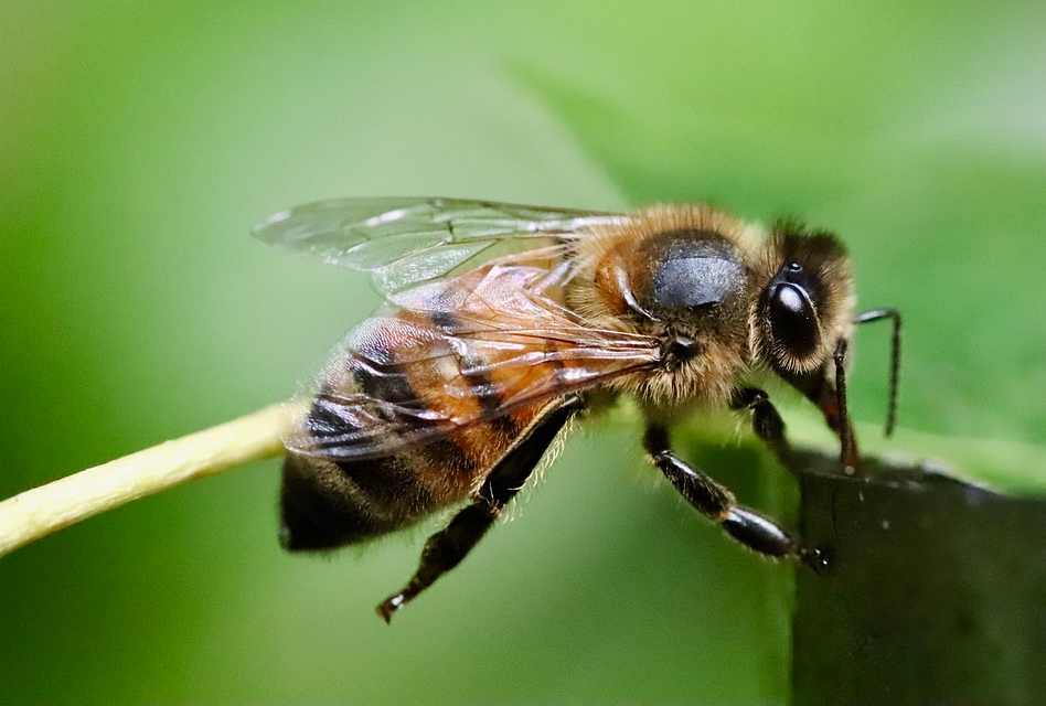 蜜蜂对农业生产有哪些积极的影响？