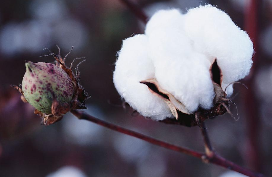 棉花需肥特点和施肥原则介绍