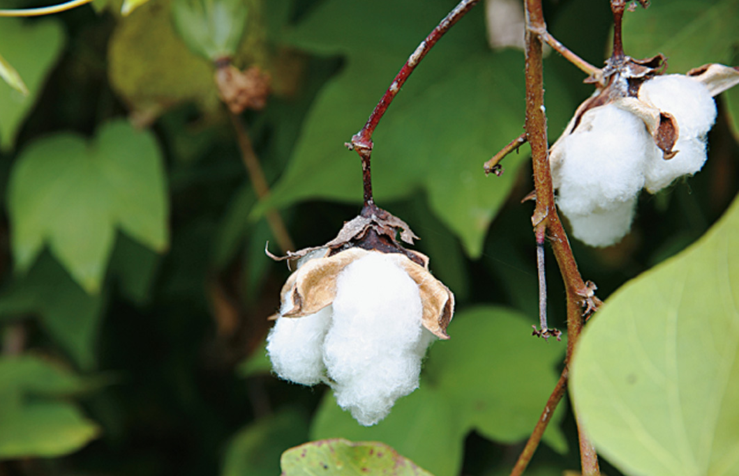 棉花全育期和播种出苗期管理介绍