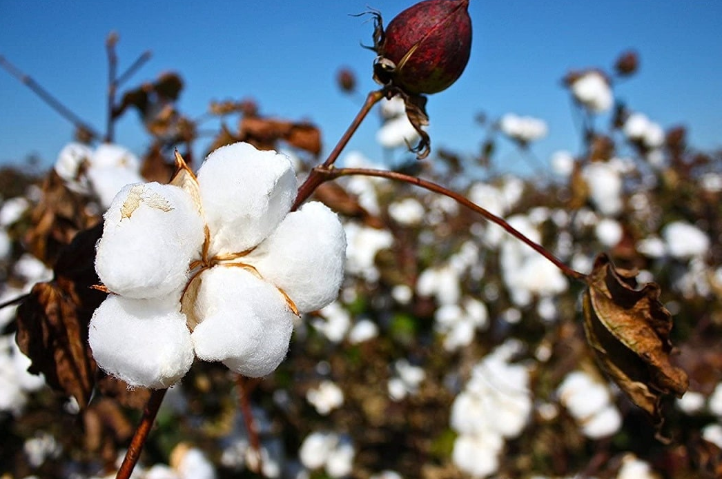 适用于棉花的生长调节剂有哪些？