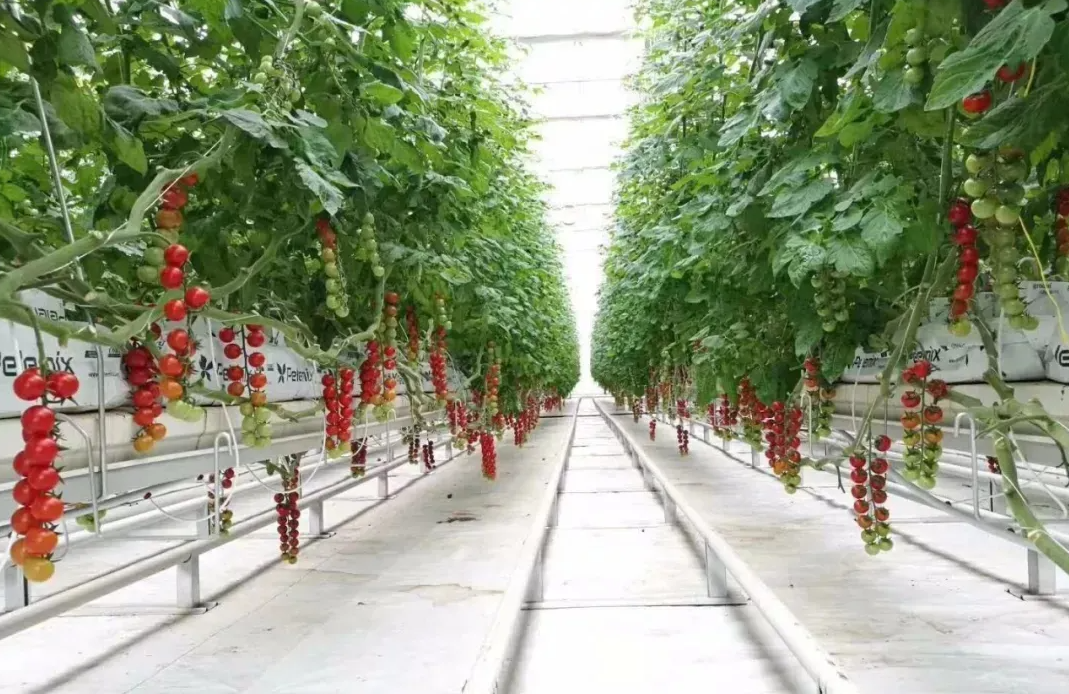 番茄无土栽培技术要点和注意工作介绍
