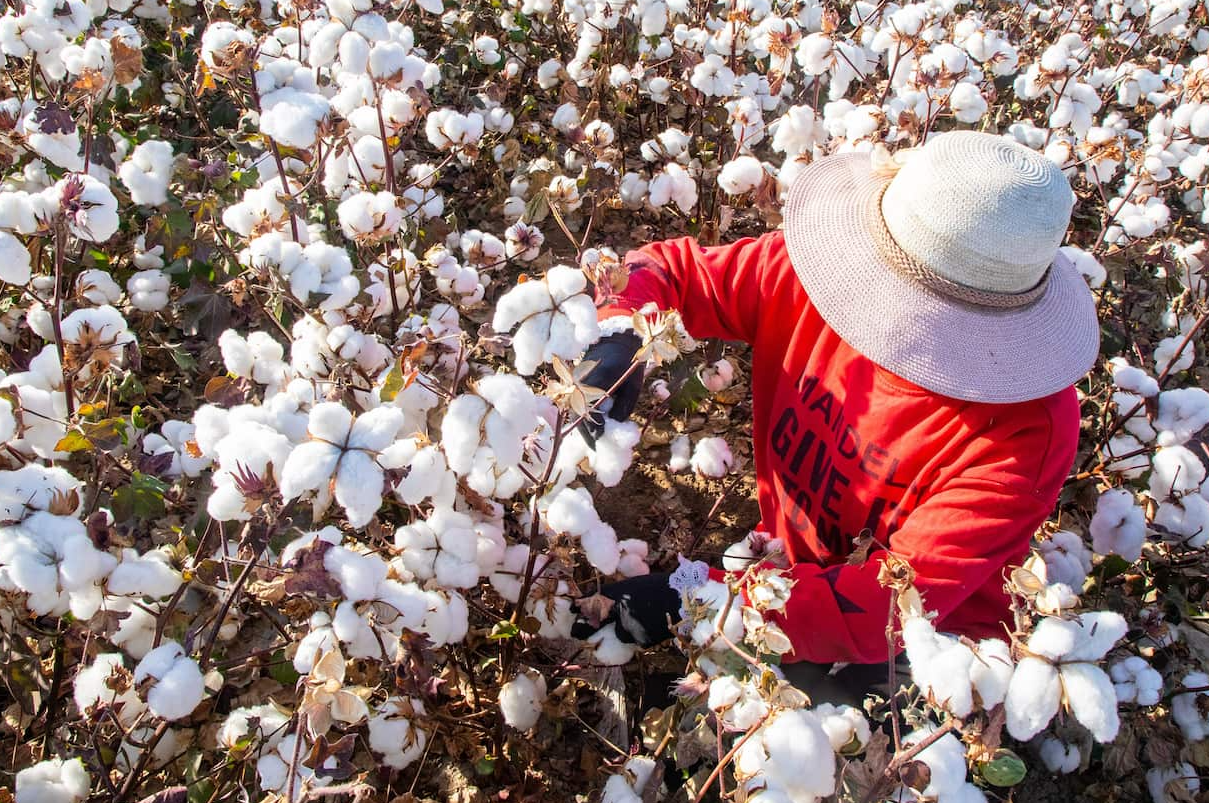 棉花在我国的经济怎么样？有什么经济和社会作用？