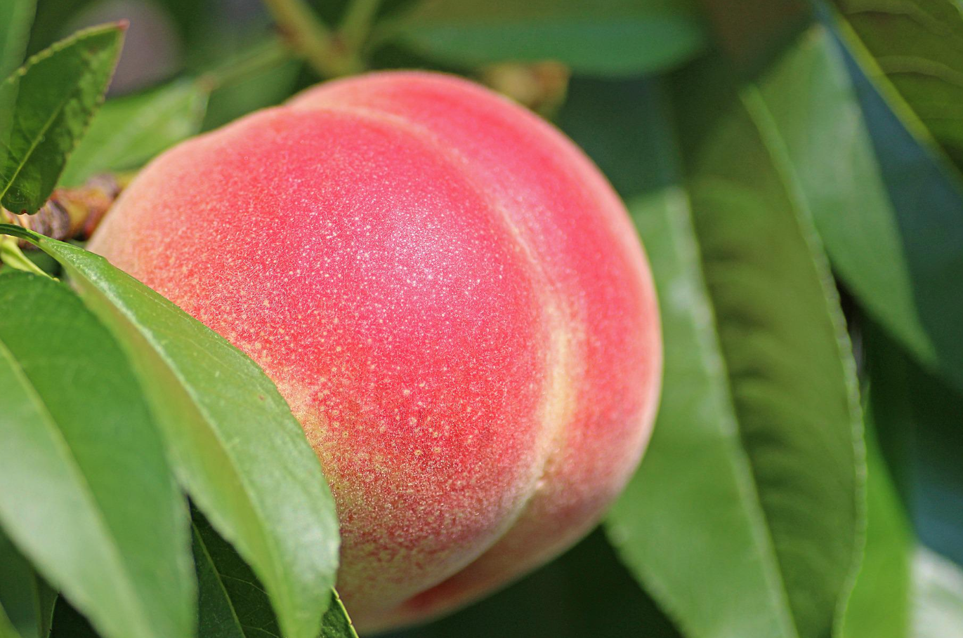 桃树穿孔病特点是什么？桃树穿孔病如何防治？