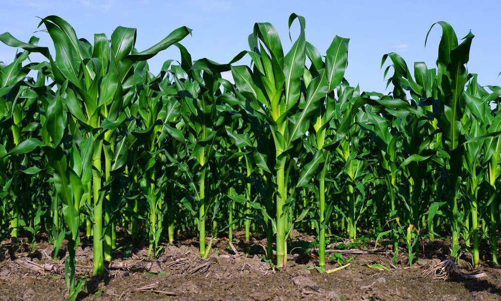 玉米如何种植？种植密度多少合适？