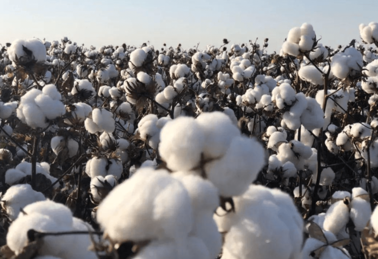 中国的棉花生产现状和政策支持