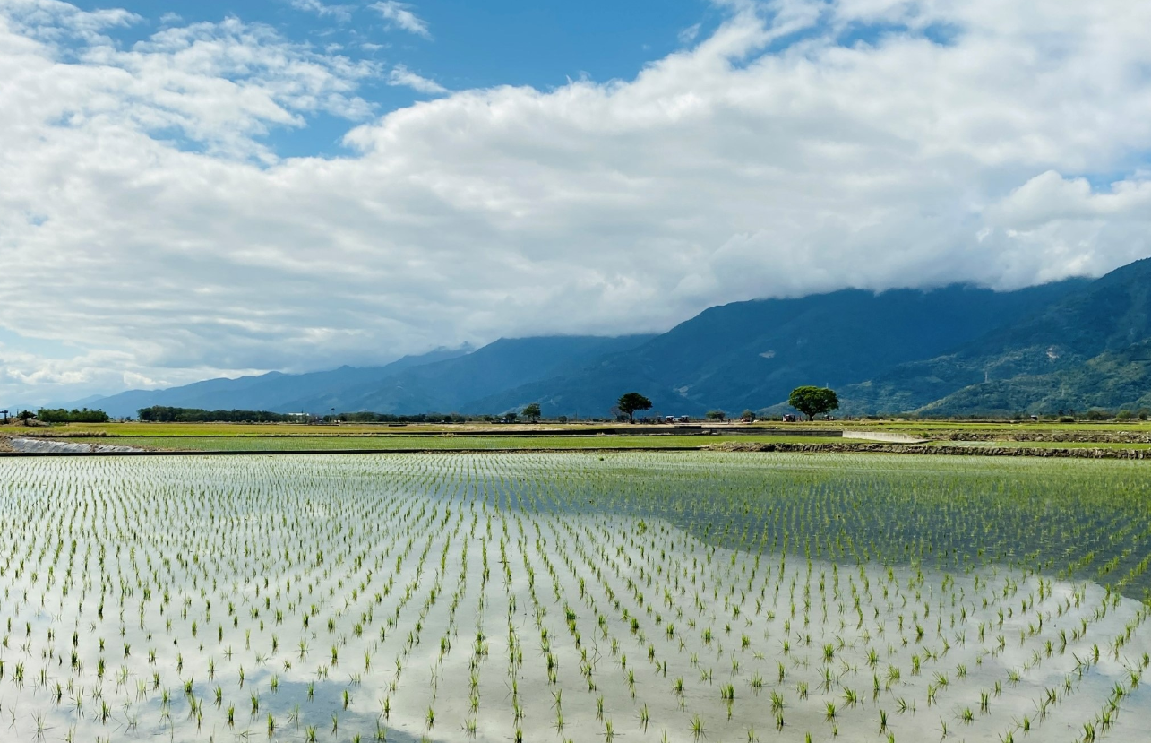 鱼在稻田生态系统中可以发挥哪些重要的作用？