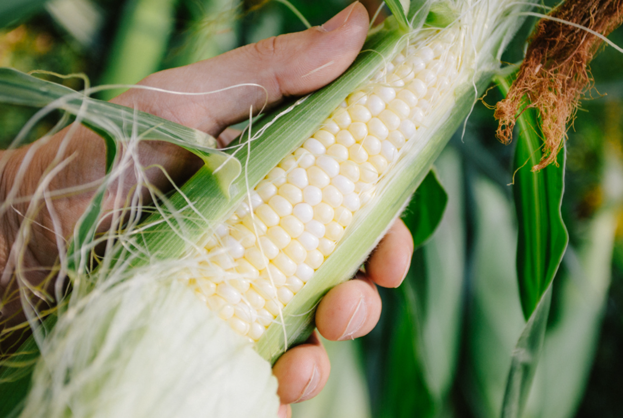 玉米顶腐病与除草剂药害的区别介绍