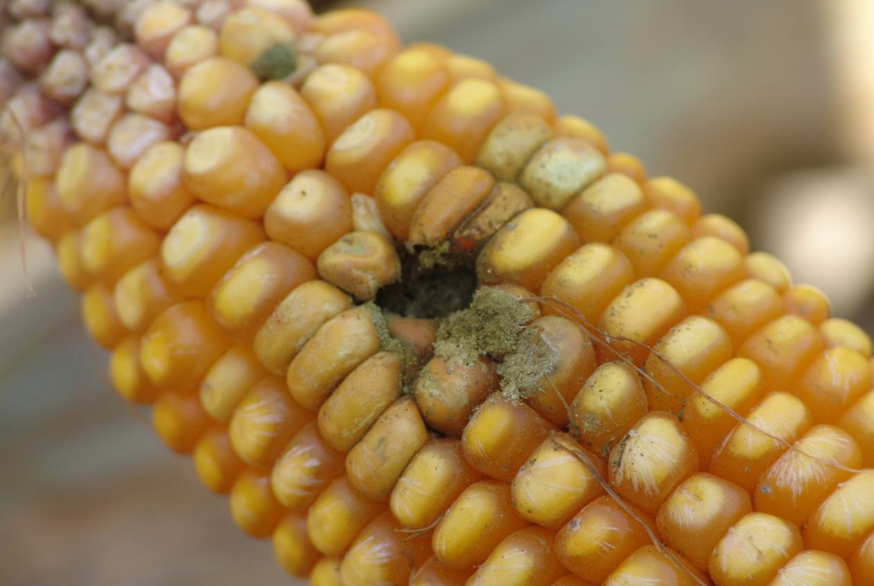 玉米穗腐病特征和危害有哪些？