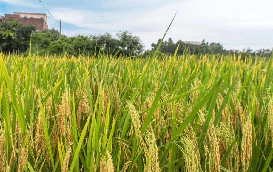 养鱼稻田的栽培水稻技术有哪些？
