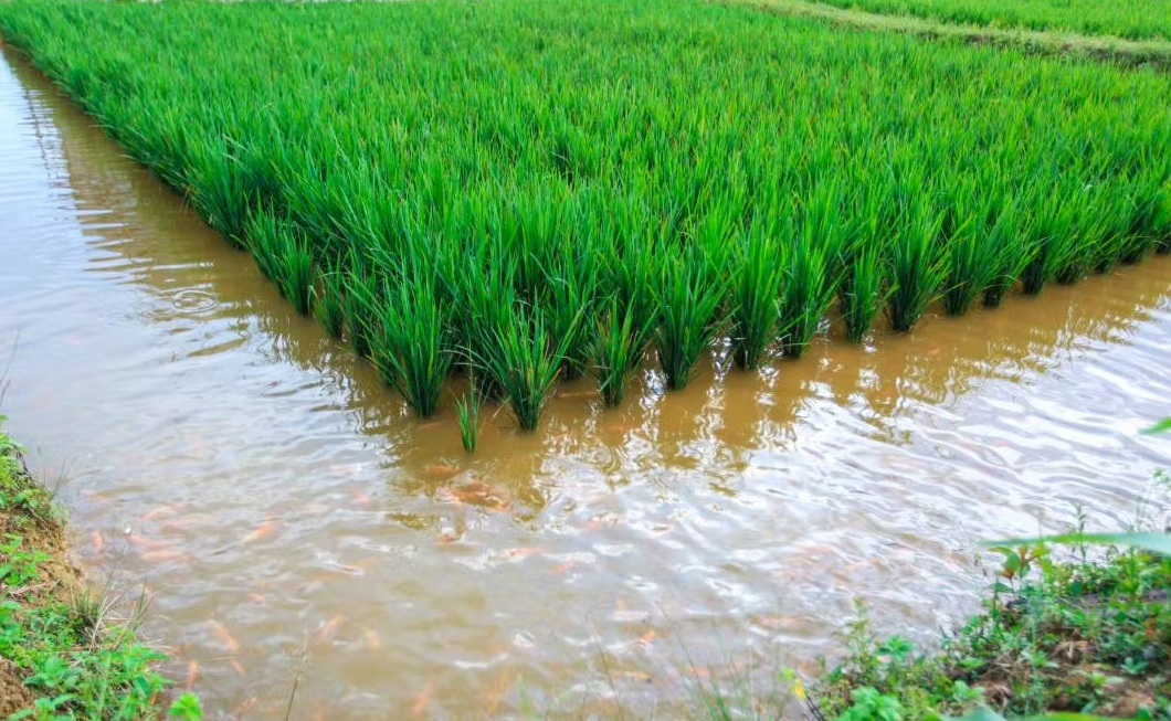 养鱼稻田需要什么水稻品种和生态环境？
