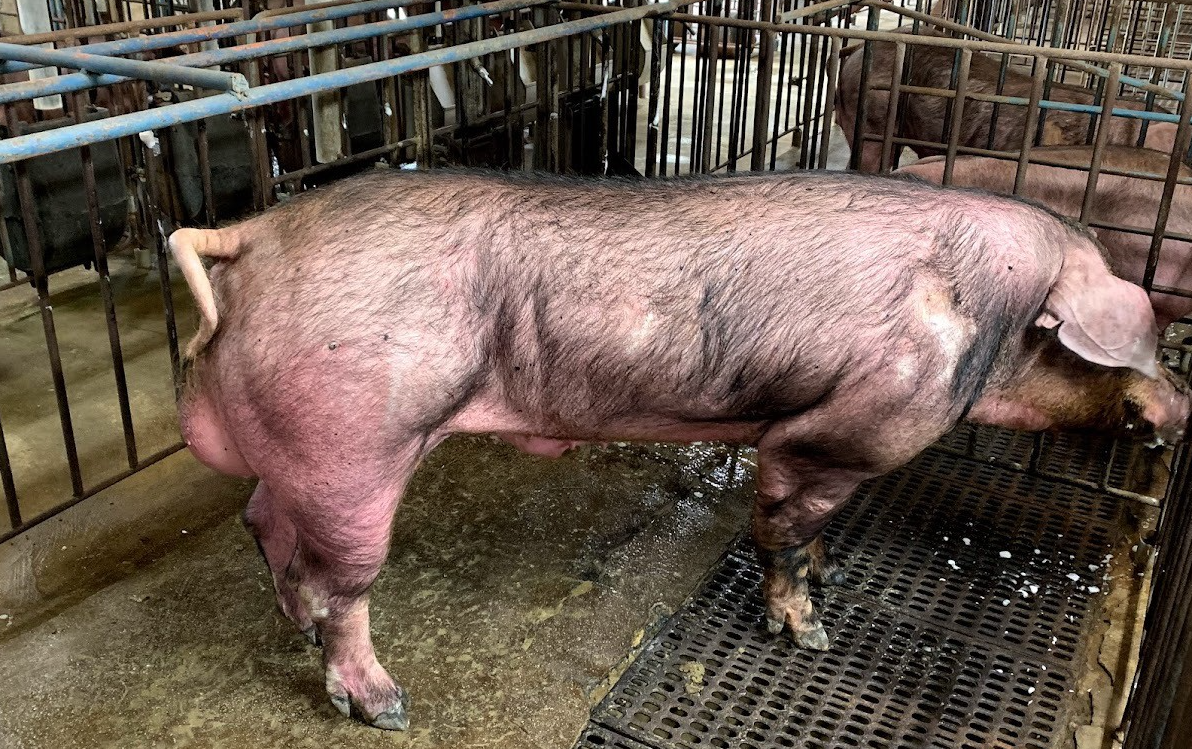 影响公种猪生殖性能的因素有哪些？