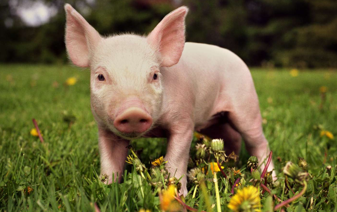 猪佝偻病的症状和治疗方法有哪些？