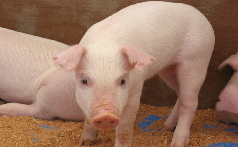 如何预防仔猪被压死？有哪些措施？