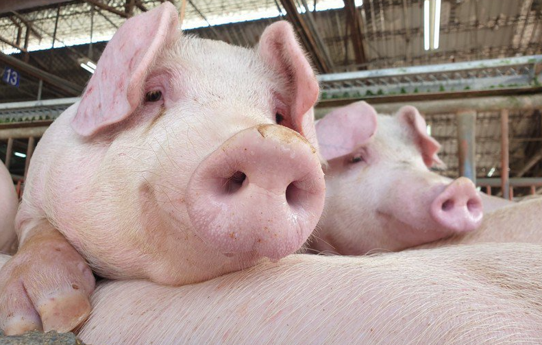如何预防仔猪被压死？有哪些措施？