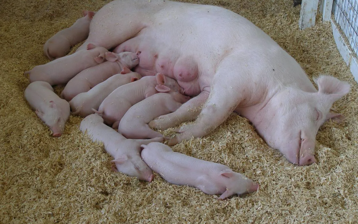 影响母猪生产寿命的因素有哪些？