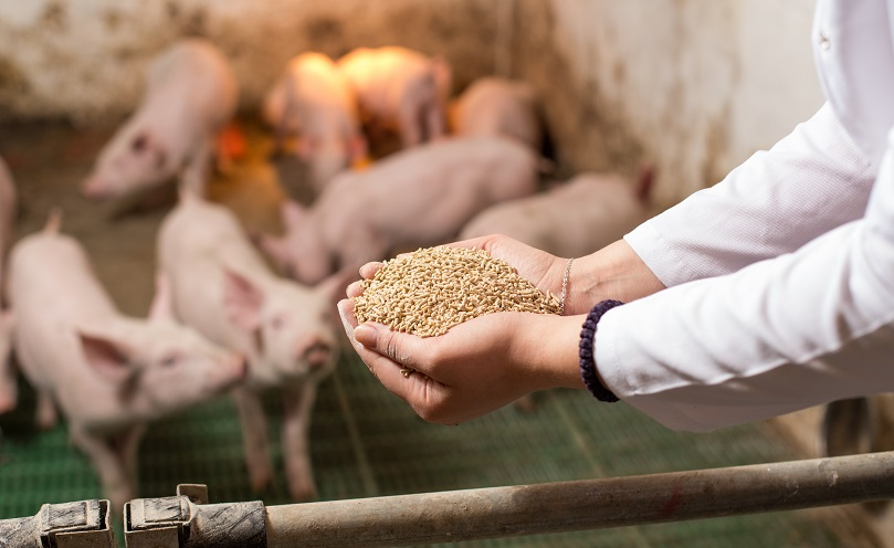 甜菜碱对养殖猪的作用是什么样的？