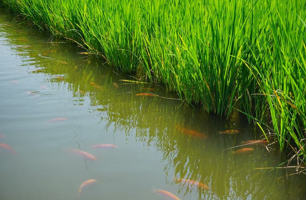 什么是单季稻田养鱼法？