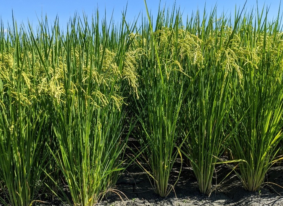 水稻中几丁质酶能提升抗虫效果吗？