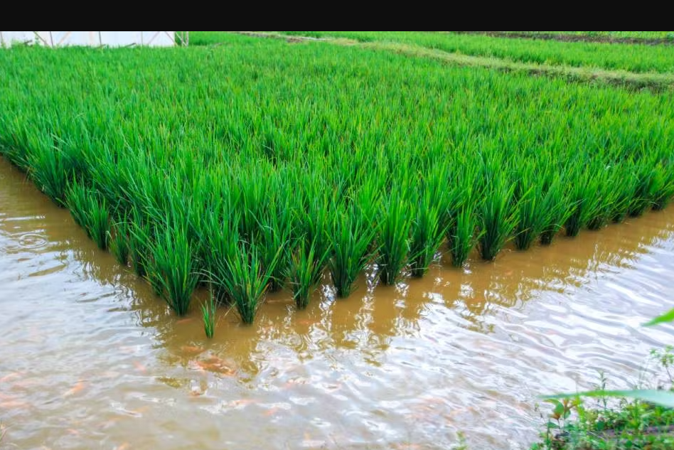 如何利用稻田自繁，自育鲤鱼鱼苗，鱼种？