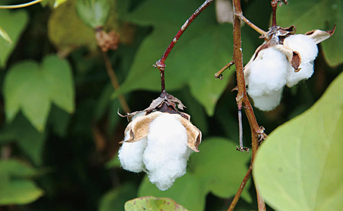 棉花和什么作物可以套种？选择的条件是什么？