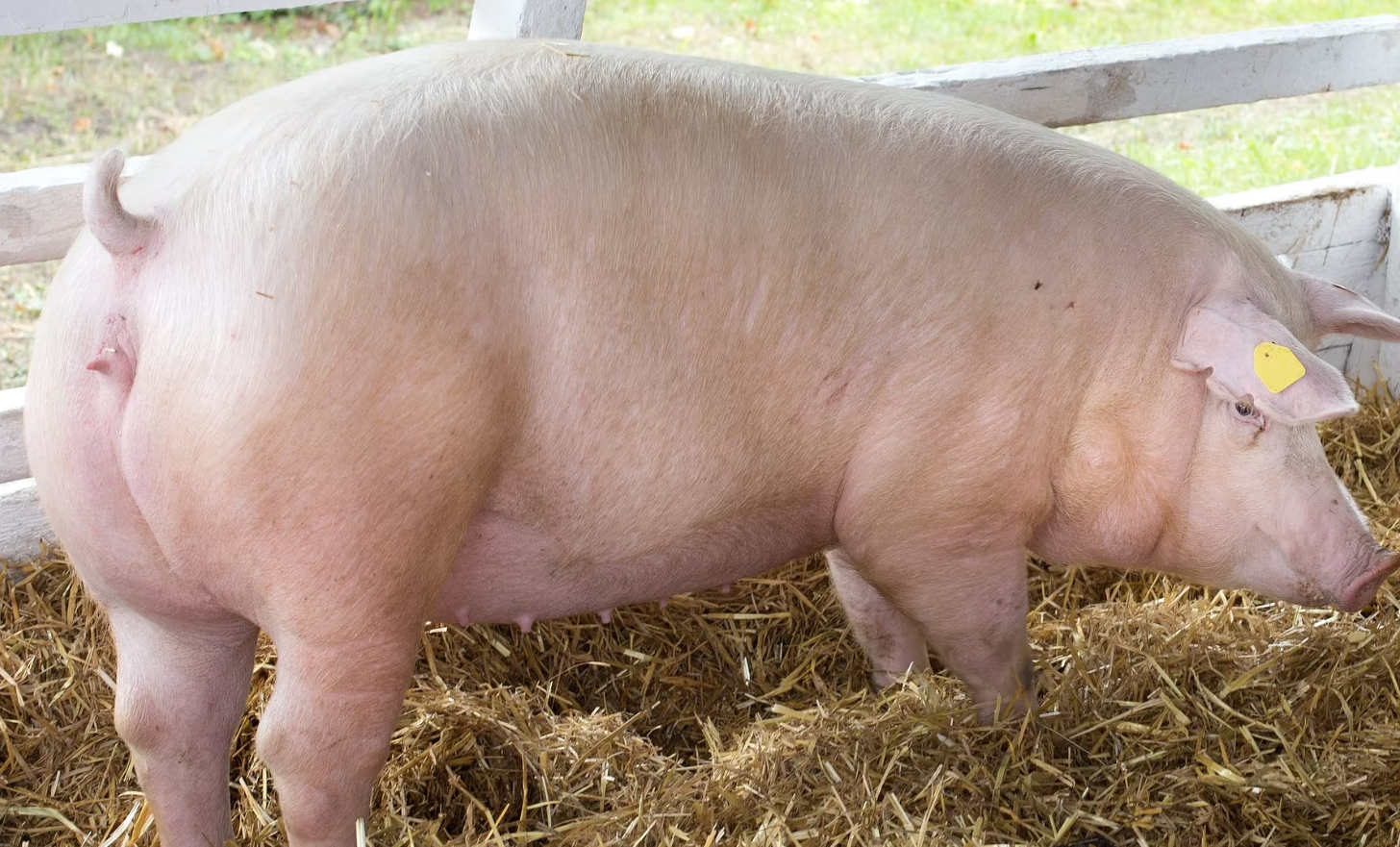 夏季猪场空气质量的有效措施有什么？