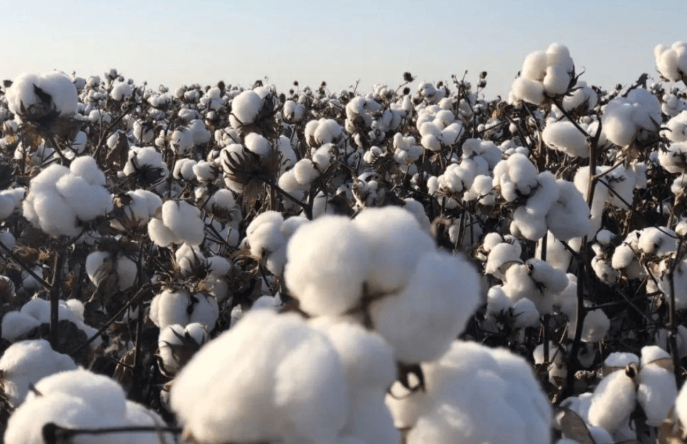 棉花是植物的什么部位？棉花的生长周期和病虫害防治