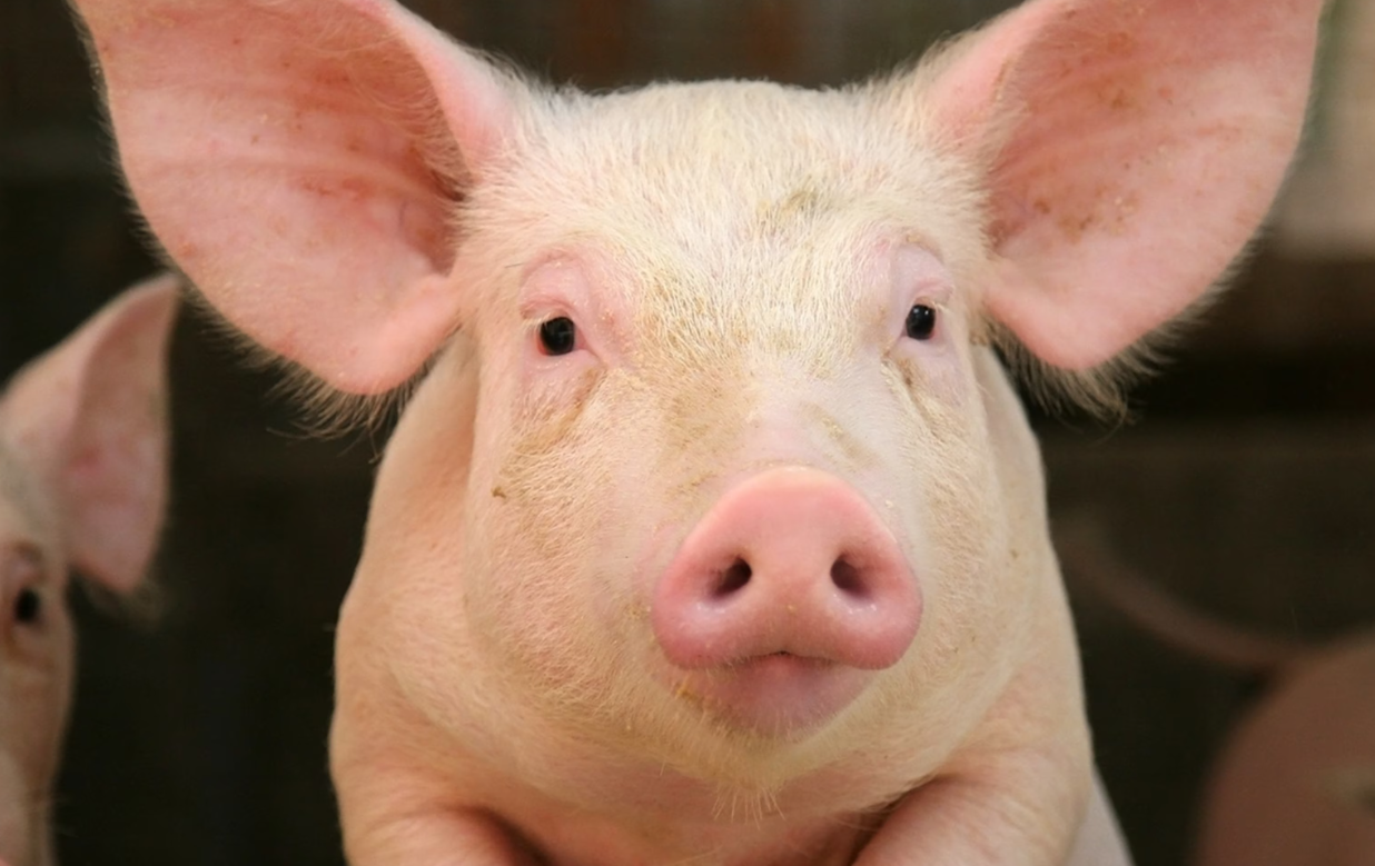 夏季如何提高种猪配种成功率怎么样?