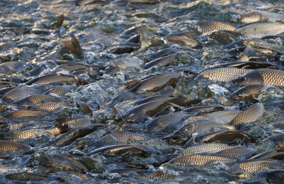 多种鱼类混养模式对鱼的本身有什么影响？