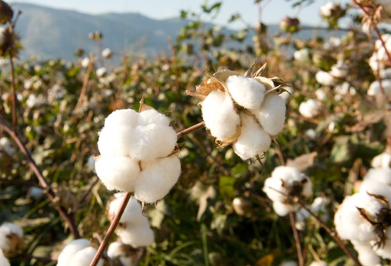 什么是棉花的遗传转化？