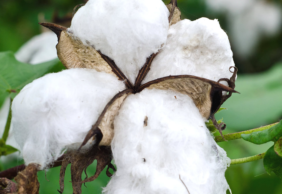 转基因棉花如何控制田间棉铃虫的危害？